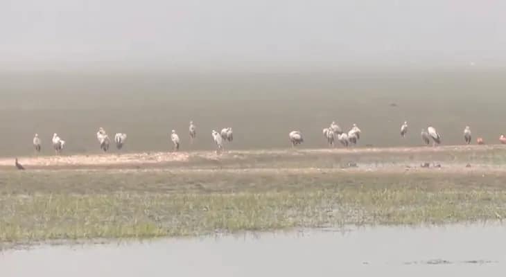 ওড়িশার চিল্কা হ্রদে পরিযায়ী পাখি