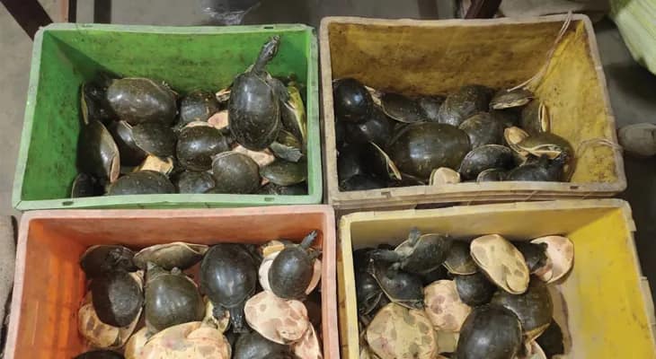 বনগাঁ থানার শিমুলতলা থেকে বিরল প্রজাতির ১০৫টি কচ্ছপ উদ্ধার করল বনদপ্তর
