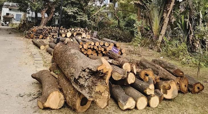 বরানগর আইএসআই ক্যাম্পাসে  বিপুল সংখ্যক গাছ কাটায় বিতর্ক