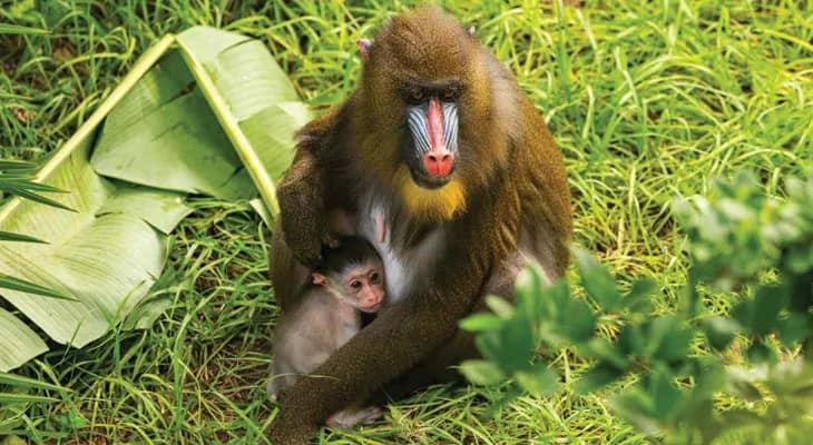 বঙ্গে নজির, বেঙ্গল সাফারি পার্কে  জন্ম নিল ম্যানড্রিল বাঁদরের শাবক