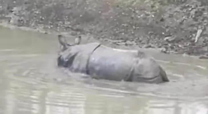জলদাপাড়ার জঙ্গল থেকে গ্রামে ঢুকে পড়ল গন্ডার, আতঙ্ক আলিপুরদুয়ার ১ নম্বর ব্লকের শালকুমারের নতুনপাড়ায়