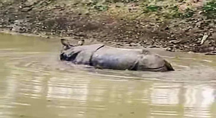 সাতসকালে গন্ডারের হানা, হুলস্থূল শালকুমারে