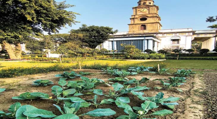 ইট-কাঠের জঙ্গল ডালহৌসিতে ফুলকপি চাষ!