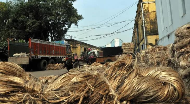 নদীয়ায় পাটের ভালো দাম পাওয়ায় কৃষক মহলে উচ্ছ্বাস