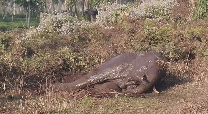 জলপাইগুড়িতে একটি চা বাগানে পরিত্যক্ত কুয়োয় পড়ল হাতি