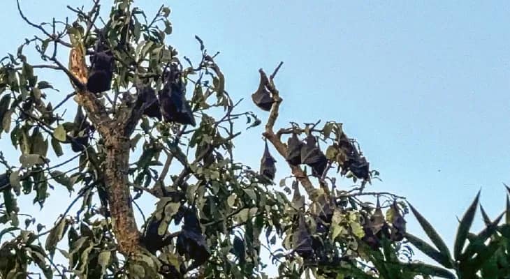 নিপা: তত্পর উত্তর ২৪ পরগনা জেলা  স্বাস্থ্যদপ্তর, কোনও হেলদোল নেই মধ্যমগ্রামের বাদুড়তলার