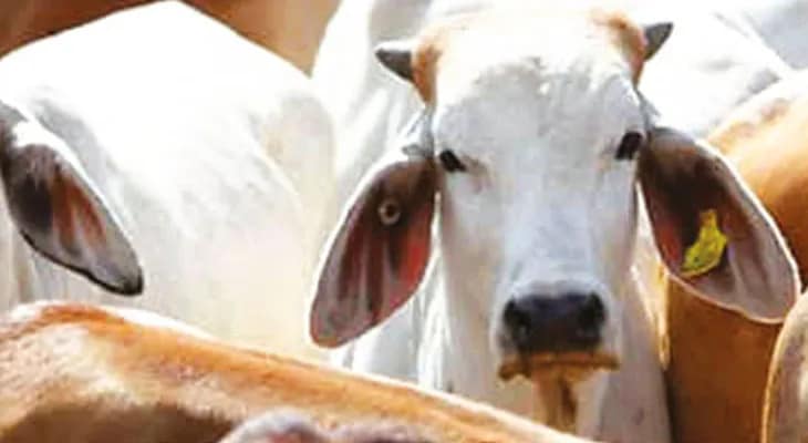 গোরুর নয়া প্রজাতি তৈরিতেও জোর: মন্ত্রী