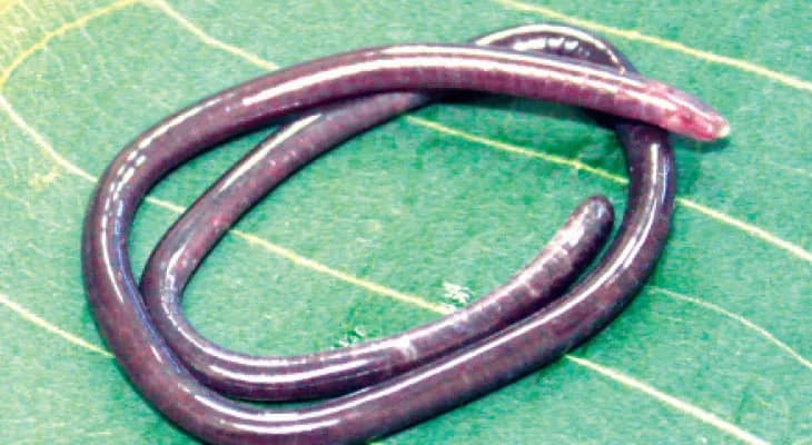 নয়া উভচর প্রাণীর সন্ধান পেল জেডএসআই