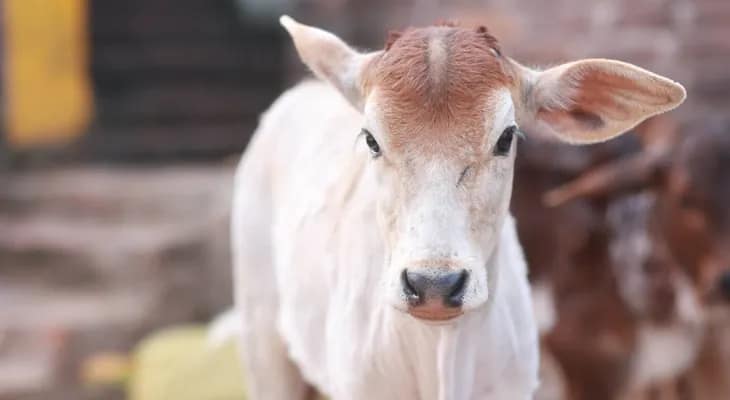 জেলায় জেলায় গবাদি পশুর চিকিৎসাকেন্দ্র খুঁজুন, ভোট বৈতরণী পেরোতে বিজেপি কর্মীদের হোমটাস্ক মোদি-শাহদের