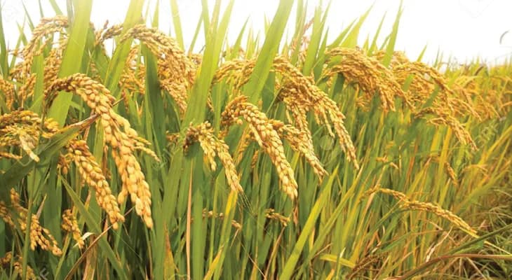 উচ্চফলনশীল ধানের আরও চারটি নয়া প্রজাতি তৈরি করল কৃষিদপ্তর, শুভেচ্ছা মুখ্যমন্ত্রীর