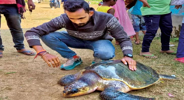 আমতা ২ ব্লকের দ্বীপাঞ্চল উত্তর ভাটোরা, মুণ্ডেশ্বরী নদী থেকে উদ্ধার বিরাট অলিভ রিডলে কচ্ছপ