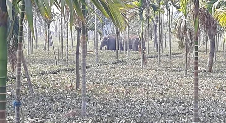 রবিবার সকালে আলিপুরদুয়ার ১ নম্বর ব্লকের দক্ষিণ পাটকাপাড়ায় হাতির তাণ্ডব