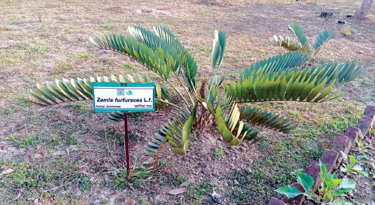 জামিয়া পাম, পুত্রাঞ্জিবার পাশে আফ্রিকার বাওবাব, বিরল বৃক্ষে সেজেছে কল্যাণী বিশ্ববিদ্যালয়ের বায়োডাইভারসিটি পার্ক