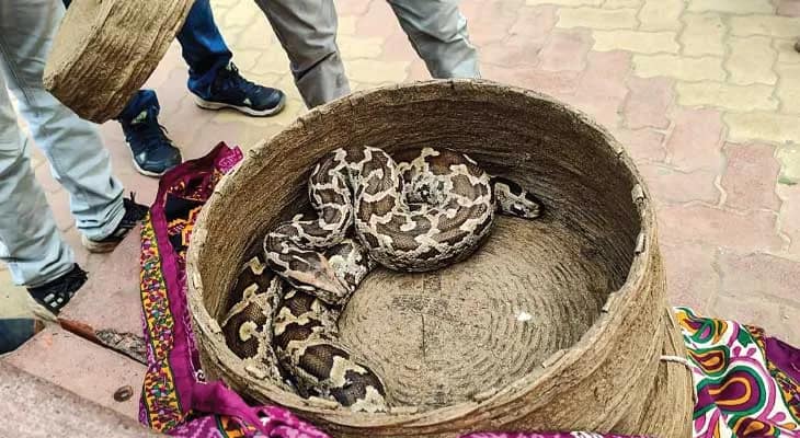 বেলদায় ট্রেন থেকে ২টি ময়াল উদ্ধার