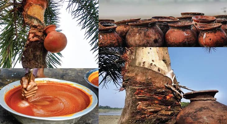বাঙালির নলেন ঋতু
