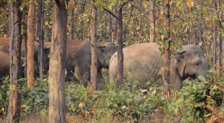 হাতির হানা থেকে পরীক্ষার্থীদের বাঁচাতে বিশেষ নজর বনদপ্তরের,প্রয়োজনে গাড়ি করে পৌঁছে দেওয়া হবে কেন্দ্রে