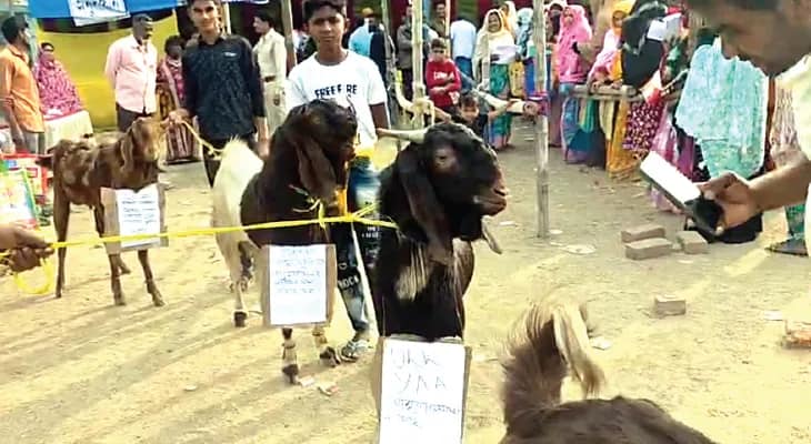 লজিকাল ডিসক্রিপেন্সিতে ‘৬’ ছেলের বাবা! ছাগলের গলায় পোস্টার নিয়ে শুনানিতে প্রৌঢ়