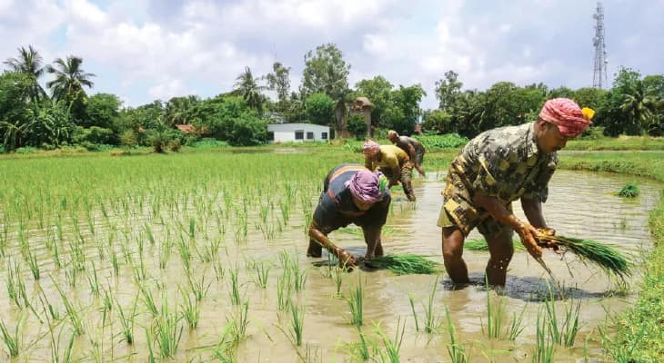 সেচ ফি সম্পূর্ণ মকুবের প্রস্তাব, ভূমিহীন কৃষিশ্রমিকরা প্রতি বছরে পাবেন চার হাজার টাকার সহায়তা