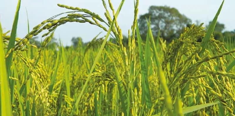 নীতি বদলে সাফল্য, আরও বেশি ছোটো চাষির ধান কিনছে সরকার