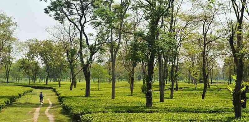 একবছরে সাড়ে ৮ হাজার কোটির চা রপ্তানি, সুদিনের আশায় উত্তরবঙ্গও