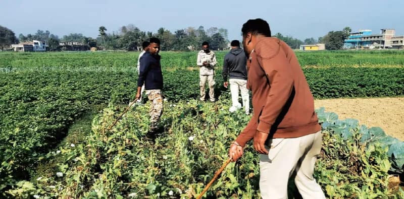 লালগড়ে কংসাবতীর তীরে রমরমিয়ে চলছে আফিম চাষ, অভিযান পুলিশের
