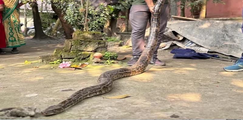 ময়নাগুড়িতে ১০ ফুটের অজগর উদ্ধার