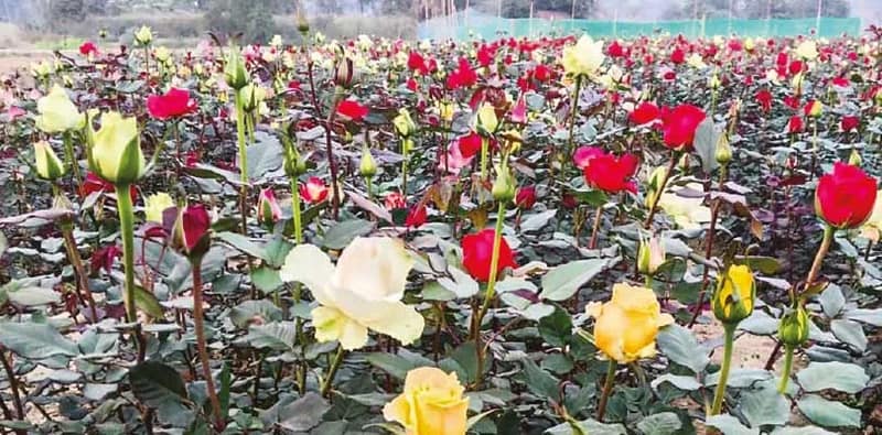 ছত্রাকের জের, ডাচ গোলাপ চাষে মিলছে না সুরাহা