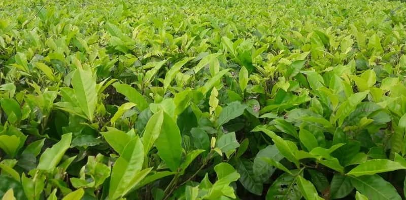 ৩০ হাজারে বিক্রি হল সাদা চা, মহিলাদের হ্যান্ড মেড টি’র ব্যাপক সাড়া কলকাতায়