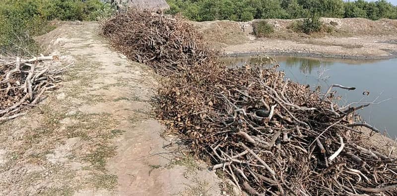 নজরদারির অভাব! জ্বালানির নামে  জঙ্গল থেকে কাটা হচ্ছে ম্যানগ্রোভ