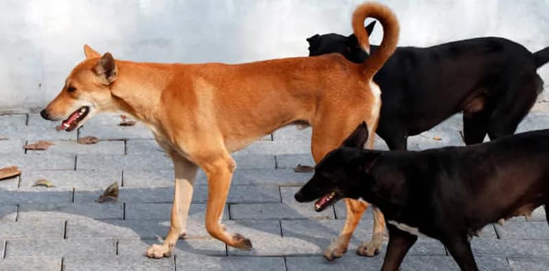 আসানসোলে শুরু ১৫ হাজার পথকুকুরের বন্ধ্যাত্বকরণ প্রক্রিয়া