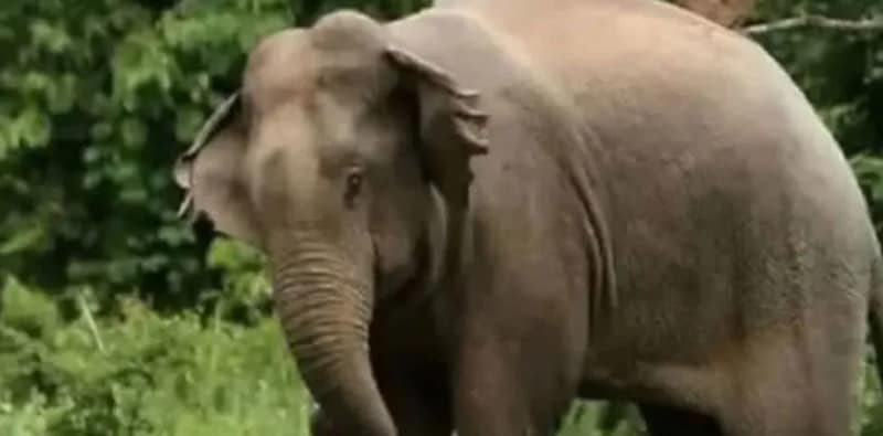 জয়পুরে হাতির হানায় এক বৃদ্ধের মৃত্যু, আহত তিনজন