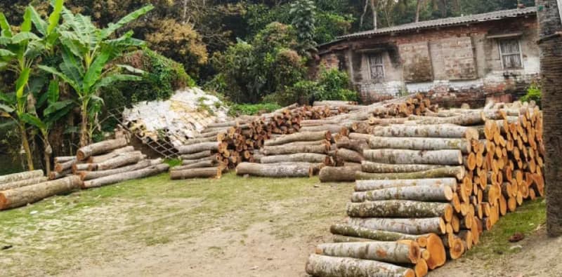 কয়েকশো গাছ কেটে দেদার বিক্রি, অভিযুক্ত পঞ্চায়েত প্রধানের স্বামী