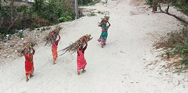 নির্বিচারে কাটা হচ্ছে ঝাউগাছ, অস্তিত্ব সংকটে বকখালি পর্যটন কেন্দ্রের সৌন্দর্য
