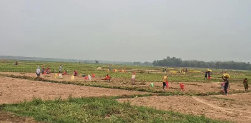 চন্দ্রকোণায় হিমঘরগুলির সামনে আলুর গাড়ির লম্বা লাইন, চাষিদের থেকে ৯৫০ টাকা প্রতি কুইন্টাল আলু কিনছে সরকার