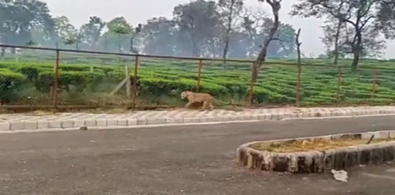 বাগডোগরা বিমানবন্দরের কাছে চিতাবাঘ
