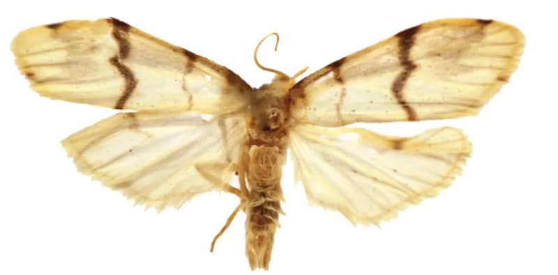 ২টি নয়া প্রজাতির মথ আবিষ্কার