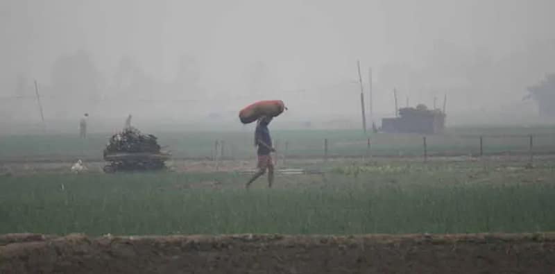 ধূপগুড়িতে বৃষ্টিতে আলুর বস্তা ভিজে যাওয়ায় ক্ষতির আশঙ্কা চাষিদের
