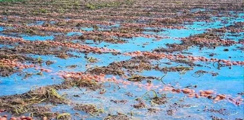 বৃষ্টিতে দফারফা মাঠের আলু, চরম ভোগান্তি চাষিদের