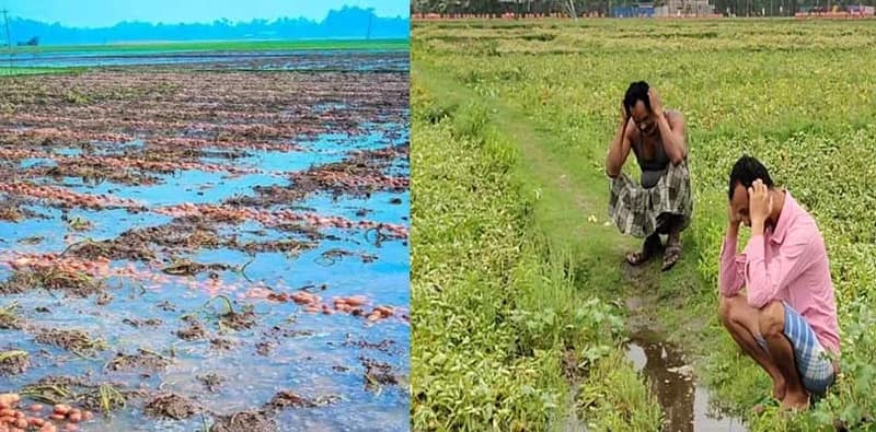 বছরের প্রথম বৃষ্টিতেই সর্বনাশ, উত্তরবঙ্গে মাঠেই নষ্ট লক্ষ টাকার আলু