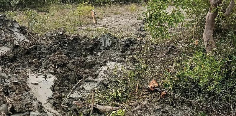 রাতে বনদপ্তরের অফিসের  কাছে কাটা হচ্ছে ম্যানগ্রোভ