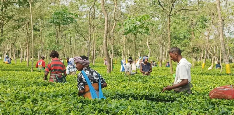 নির্বাচনের আগে চা-শ্রমিকদের জোড়া উপহার হিমন্ত সরকারের, অসমের চা-বাগানে কি ফের পদ্ম ফুটবে?