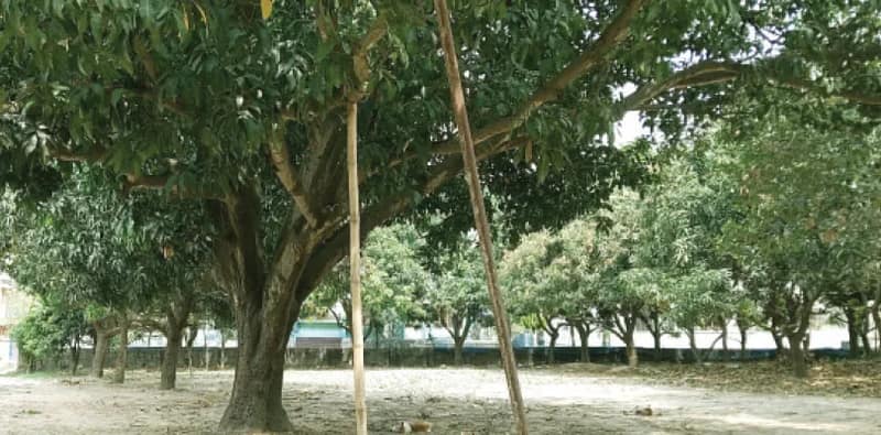 ঝড়বৃষ্টিতে আমের মুকুল ঝরে পড়ায় ক্ষতির আশঙ্কা কৃষকদের