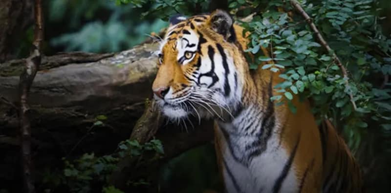মৎস্যজীবীকে তুলে নেওয়ার চেষ্টা, লাঠির বাড়ি খেয়ে পালাল বাঘিনি