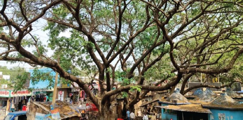 ‘মালিকানা’ বদলালেও সালারের ‘রাইটার্স’ শিরিষতলা আজও মানুষের ভরসাস্থল