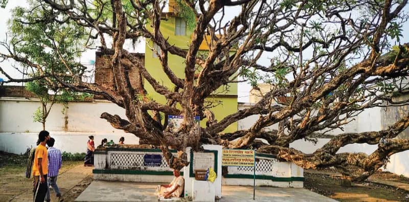 মায়াপুর-বামুনপুকুর-১ পঞ্চায়েতে নির্বাচনের আগে যেন অদ্ভুত নীরব