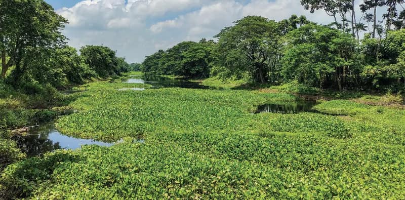 ইছামতী, কোদালিয়া, বেতনা আজ মৃতপ্রায়! বিজেপির নদী সংস্কারের প্রতিশ্রুতি, কানই দিচ্ছে না বনগাঁর মানুষ