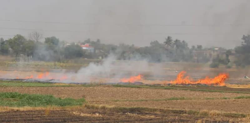 নিষেধাজ্ঞাই সার, মুর্শিদাবাদজুড়ে বিভিন্ন এলাকায় চলছে দেদার নাড়া পোড়ানো