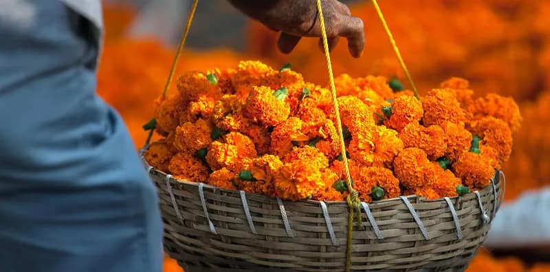 ভোটের বাজারে গাঁদা ফুলের বিক্রি বেড়েছে, ব্যবসায়ীদের মুখে হাসি
