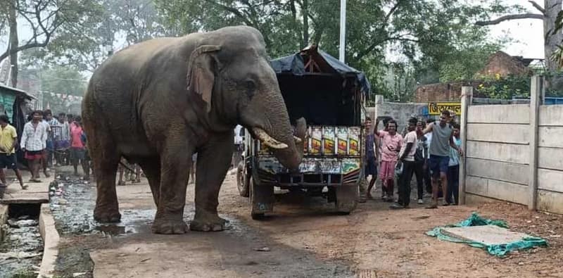 ঝাড়গ্রামের জিতুশোল বুথকেন্দ্রের বাইরে হাতি ঘোরাফেরা করছে, ভোটারদের মধ্যে উত্তেজনা