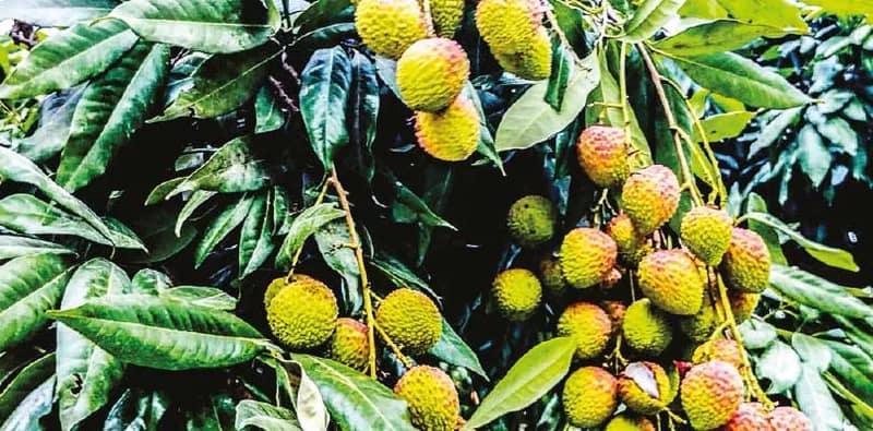 মালদহে অকাল বৃষ্টিতে লিচু গাছে মুকুলের পরিবর্তে গজিয়েছে পাতা